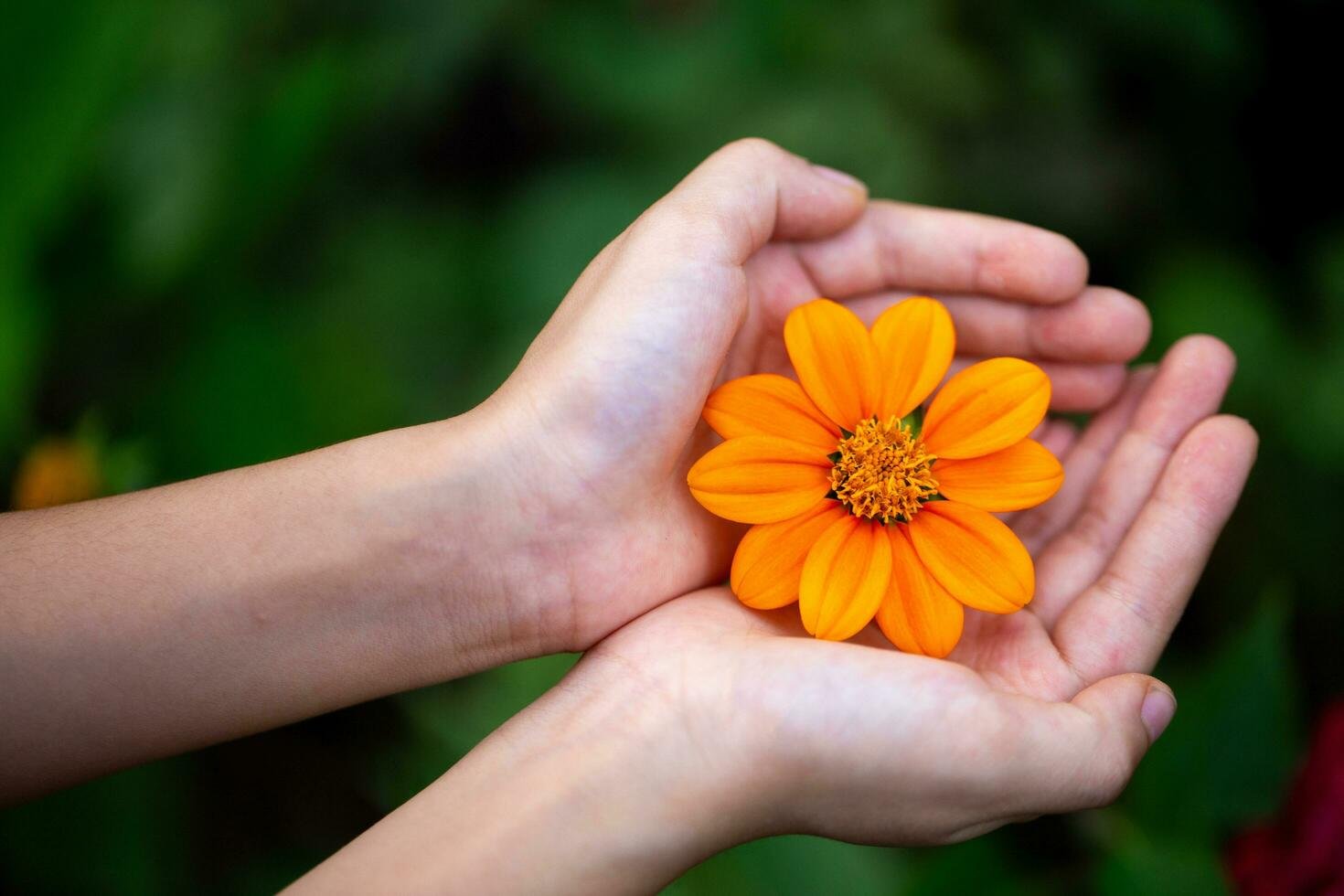 31703318-dois-maos-segurando-flor-para-dar-flores-do-amor-amizade-ter-esperanca-bondade-sinceridade-gratis-foto